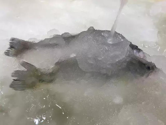 3T/24H Slurry Ice Machine Eismaschine für Meeresfrüchte